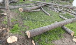 Eskişehir'de cami bahçesindeki ağaçlar kesildi mi?