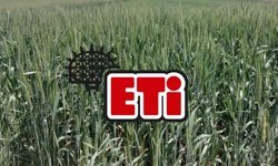 ETİ, Kanatlı Buğdayı'nın üretimine başladı