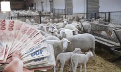 Başvurular devam ediyor: Eskişehir'de üreticilere küçük baş temini ve faizsiz kredi desteği!