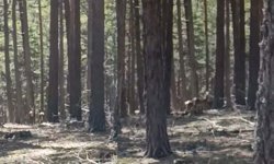 Eskişehir’de bir geyik sürüsü daha görüntülendi