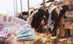 Son tarih 15 Haziran: Eskişehir'de üreticilere büyükbaş ve küçükbaş hayvancılık desteği verilecek