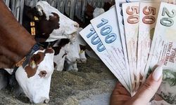 Eskişehir'de hayvancılık destekleme başvuruları başladı: Son tarih 15 haziran