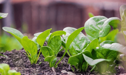 Bahçesi olanın yüzü güldü: Kazanç kapısı açıyor