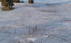 Eskişehir'de geyik sürüsü görüntülendi
