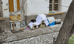 Eskişehir’de terk edilmiş bahçe kedilere yuva oldu