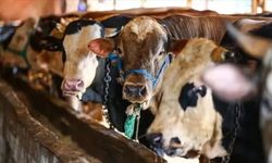 Eskişehir'de kurban fiyatları duyurulmaya başlandı: İşte liste