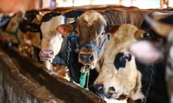 Kurban piyasasında son durum: Fiyatlar netleşiyor