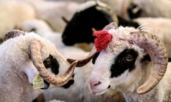 Kurban keserken bunu yapana 800 bin liradan fazla ceza kesilecek