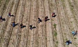 Eskişehir'de bir kez ekiliyor, 15 yıl ürün veriyor: Her dönümden 75 bin lira kazandırıyor