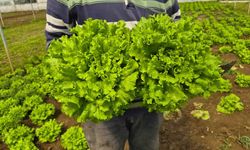 Eskişehir'de tarlada 15 tezgahta 100 TL!