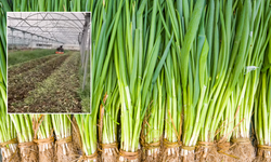 "Oğlan acımasızca sürüyor... Pazarda 100 liraya alamayan çok!"