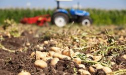 Tarlada 5, markette 30 lira: Patateste fahiş fiyat vurgunu