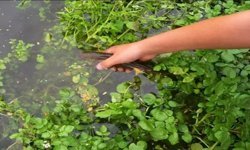 Dünyanın en sağlıklı yeşilliği hangisi: Tartışmayı sona erdiren bilgi geldi