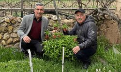 Eskişehir'de mezarlık ve birçok evin bahçesinde yetişiyor: Kopartmanın cezası bir servet değerinde!