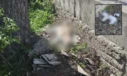 Eskişehir'de mahalleli alarmda! Sabah beslediği kedileri öğlen ölü buldu