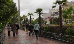 Köprübaşı'nın meşhur palmiyeleri geri döndü