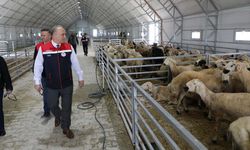 Eskişehir'de kurban satış ve kesim alanları denetlendi: 90 bin 671 kurbanlık tespit edildi