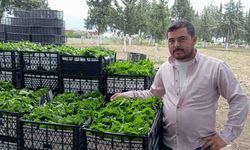 ‘Yeşil altın’ın hasadı başladı! Günde 40 kilo topluyorlar