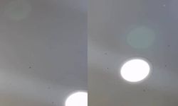 Eskişehir'de artan sinek istilası vatandaşı canından bezdirdi