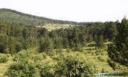 Eskişehir'de ormana girişler yasaklandı
