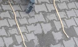 Eskişehir'de yılan vakaları arttı