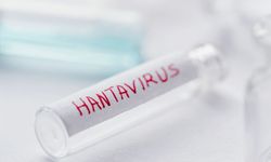 Hanta virüs yeniden gündemde: Uzmanlardan uyarı geldi