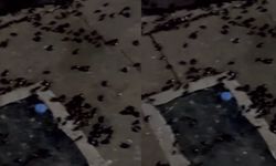 Hatboyu Parkı'nı böcekler bastı