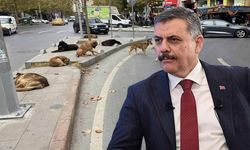İçişleri Bakanı Çiftçi Eskişehir'de sokak köpeklerinin toplanma oranını açıkladı