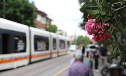 İsmet İnönü 1 Caddesi yaz ayının gelmesiyle yeniden zakkumlarla renklendi