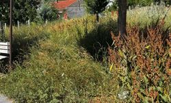 Eskişehir'de çocuk parkını yabani otlar sardı