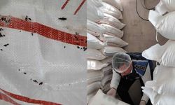 Fırında mide bulandıran manzara: Fare dışkısı, parçalanmış un çuvalları ve paslı keser!