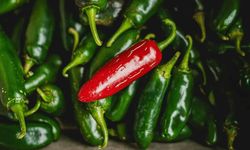 Jalapeno salgını yüzlerce kişiyi hastanelik etti! Alarm verildi