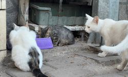 Kedi vahşeti: Başını ve ayaklarını kesip apartmanın önüne bıraktılar