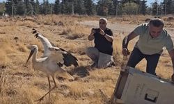 Eskişehir'de ölen eşinin başından günlerce ayrılmayan leylek tedavisinin ardından doğaya salındı