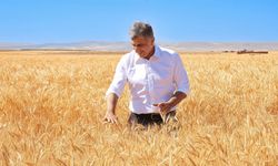 ETİ, Kanatlı Buğdayı'nın ilk hasadını yaptı