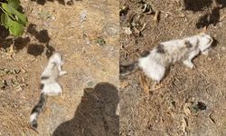 Esnafın beslediği kedi bacakları kesilmiş halde bulundu