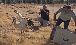 Eskişehir'de ölen eşinin başından günlerce ayrılmayan leylek tedavisinin ardından doğaya salındı