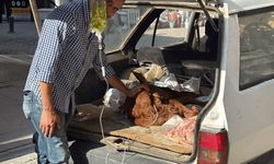 Kezban için bagaja yastık serdi: Eskişehir’deki görüntü yürekleri ısıttı!