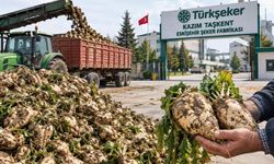 Pancarın tonuna en az 4 bin 500 lira isteniyor