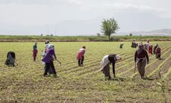 Köyünde tarım arazisi olanlar dikkat! Devlet ekilmeyen toprakları kiraya veriyor