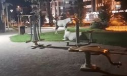 Eskişehir’de çocuk parkı atların merasına döndü