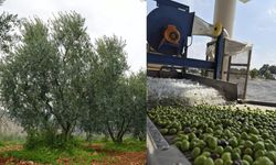 Eskişehir'de erken hasat dönemi tamamlandı