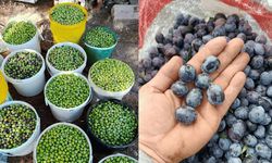 Eskişehirli çiftçi ağaç başına 30 kilo verim alıyor