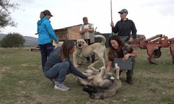 İtalyanlar, Eskişehir'deki Türk çoban köpeklerine hayran kaldı