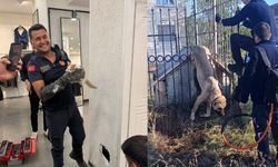 Eskişehir'de duvar arasında ve demir parmaklıklarda sıkışıp kalan kedi ve köpek kurtarıldı
