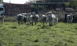 Yerli sığır sahaya indi! Hem et sorununu çözecek, hem de ormanları koruyacak