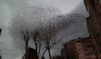 Eskişehir'de binlerce sığırcık kuşunun dansı