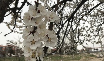 Eskişehir’de seyrine doyumsuz çiçek manzaraları