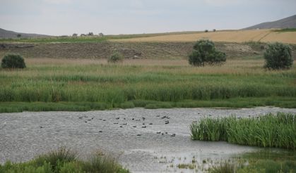 Balıkdamı