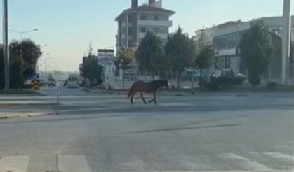 Caddede gezen başıboş at tehlike oluşturdu